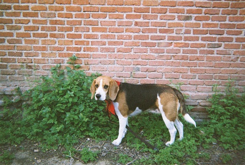 perro-diego-etxeberria