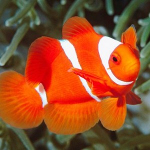 pez-pecera-agua-jose-luis-bilbao