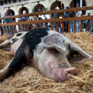 Santo-Tomas-Cerdo-Donostia